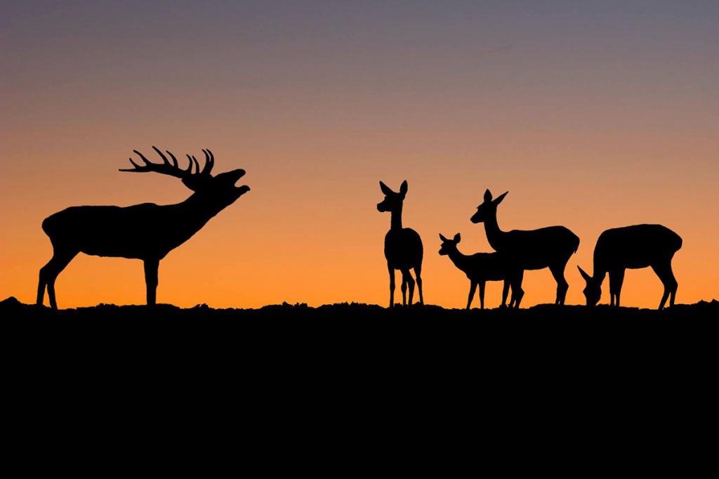 Discover the secrets of the red deer rut 2019