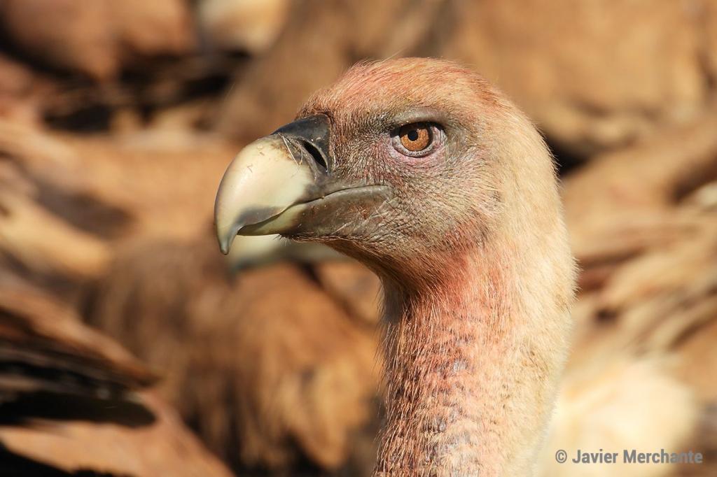 Do vultures attack livestock? This is what science says